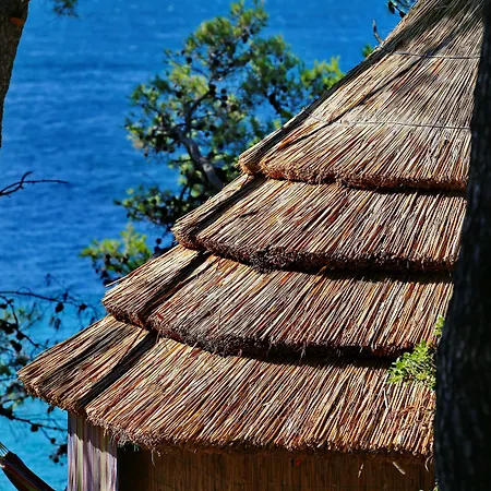 Pine باكوشتاني